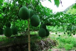 吊瓜吃皮,意想不到的美味新发现