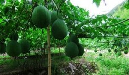 吊瓜吃皮,意想不到的美味新发现