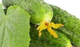 李茶茶吃瓜系统,揭秘娱乐圈幕后真相