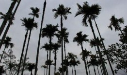 热带雨林吃瓜,自然界的甜蜜诱惑