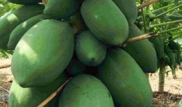 吃色瓜群头像,探寻色彩斑斓的“吃色瓜”群头像背后的故事