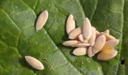 福建泉州花园吃瓜,夏日消暑吃瓜，品味闽南风情