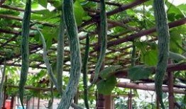 吃蛇瓜的剧,探寻神秘食材的传奇滋味