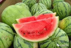 抱瓜吃瓜,共享喜悦，品味人生