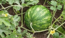 吃瓜30年,见证娱乐圈风云变幻