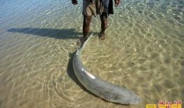 鲨鲨吃瓜图片,揭秘海洋霸主与瓜果的奇妙邂逅