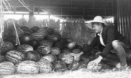 吃瓜群众考古专区,吃瓜群众考古专区带你穿越时空之旅