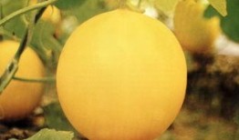 南京栖霞吃瓜事件最新,一场引发热议的社区冲突背后