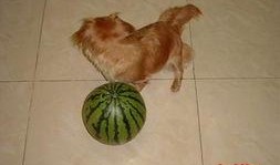 狗狗怎么吃贝贝瓜好吃,美味吃法大揭秘