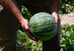 你们在国内吃瓜,从娱乐八卦到社会现象的演变