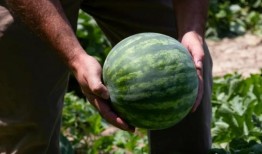 你们在国内吃瓜,从娱乐八卦到社会现象的演变