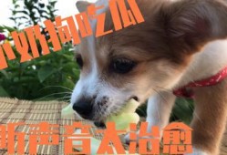 小狗吃瓜拉虫,宠物健康问题引关注