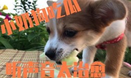 小狗吃瓜拉虫,宠物健康问题引关注