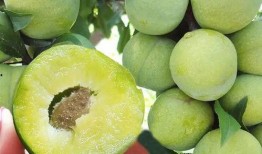 李黑李子吃瓜,揭秘娱乐圈幕后故事