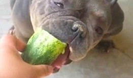 狗狗怎么吃贝贝瓜好吃,美味吃法大揭秘