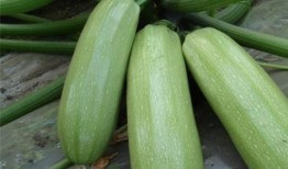 吃杏瓜有什么好处,滋养身心，健康生活新选择