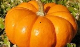 用板凳怎么吃瓜,创意吃瓜新姿势