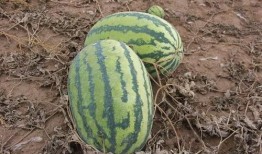 吃瓜熟了,揭秘娱乐圈背后的故事与真相