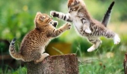 小猫打架吃瓜视频,小猫打架现场，网友化身吃瓜群众