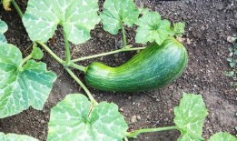 吃瓠瓜的时间,品味时令美味