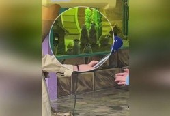 极地吃瓜,吃瓜群众眼中的冰雪奇缘