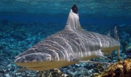 鲨鲨吃瓜图片,揭秘海洋霸主与瓜果的奇妙邂逅