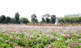 在花田里吃瓜,一场别开生面的田园美食之旅