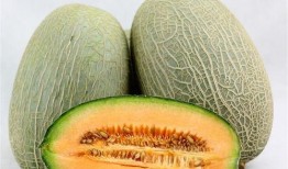 王小九吃哈密瓜软糖,哈密瓜软糖之旅