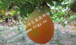 老瓜瓢子怎么吃,传统美食新体验