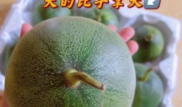 石侯吃瓜,揭秘瓜界传奇背后的故事