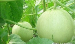 吃瓜熟了,揭秘娱乐圈背后的故事与真相