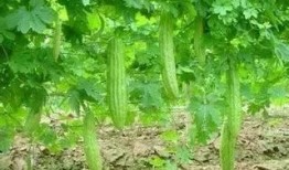 广西玉林吃瓜,瓜果飘香，品味广西美食风情