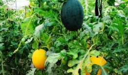 吃瓜吃瓜你个瓜娃子,揭秘“吃瓜吃瓜你个瓜娃子”背后的趣味故事