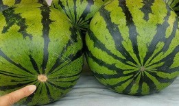 买瓜看瓜吃瓜,一场夏日的甜蜜冒险