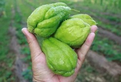 金搅瓜怎么吃,解锁美味新体验