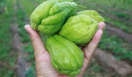 金搅瓜怎么吃,解锁美味新体验