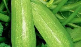 武智吃瓜,揭秘娱乐圈幕后真相