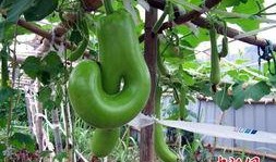 福建泉州花园吃瓜,夏日消暑吃瓜，品味闽南风情