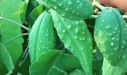 老瓜瓢子怎么吃,传统美食新体验