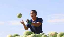 甘肃金昌 吃瓜,瓜果飘香，甜蜜生活新篇章