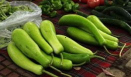 瓜炒熟苦可以吃,揭秘苦味瓜的独特魅力