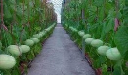 西班牙吃瓜群,揭秘西班牙美食文化圈