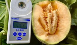 空调房吃瓜,夏日空调房里的清凉瓜趣