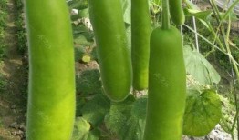 吃瓠瓜口苦,揭秘食用体验中的独特口感与成因