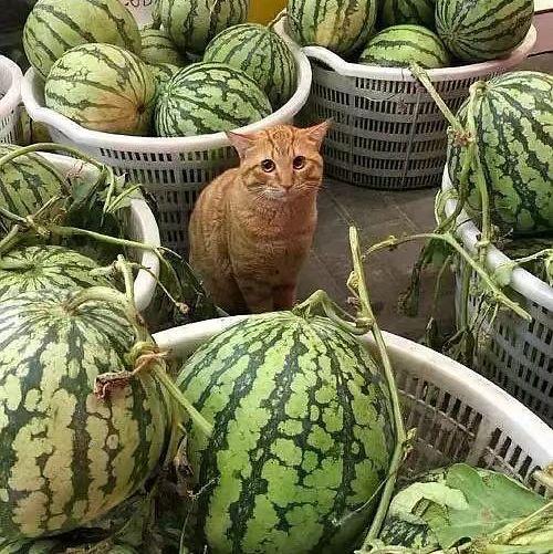 吃瓜与卖瓜头像一样吗,吃瓜与卖瓜，头像竟惊人相似！